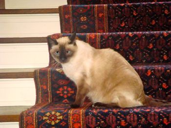 This is Eddie our other Siamese cat
