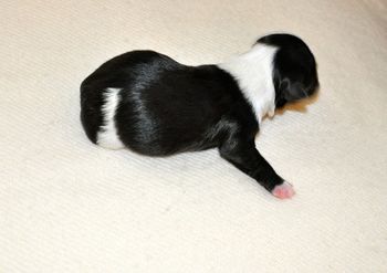 Wills was 6.95 ounces and a black irish pied
