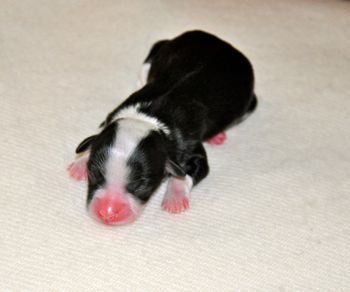 Kate was 5.4 ounces and also a black irish pied
