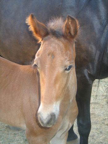 Retorno de LM del ocho colt
