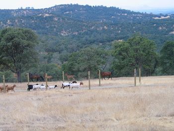 Goats and paso fino pass on trail.
