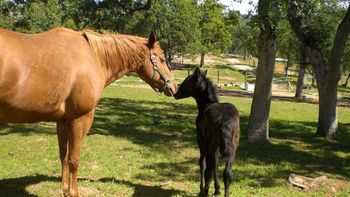 Heredero colt with surrogate mom.
