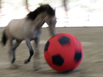 Torballino Son begins training with a soccer ball passed amongst friends at liberty!
