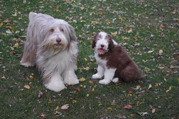 Grandma Liberty and Her First Grand puppy - Izzi (Faith's girl)
