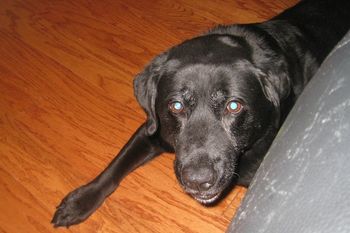 Abby -AKA "Fatty" My Grand-dog Abby, but the love of life to my daughter, Christine. 7-30-10 4:45p.m. Our beloved girl took her last breath. Till we Meet Again, our sweet Abigail.
