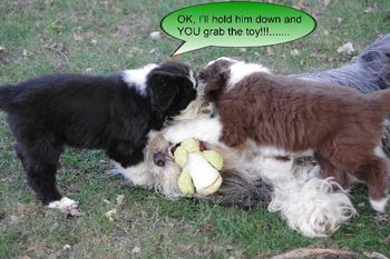 Halli, Justice and Izzi - pups at age 6 weeks.
