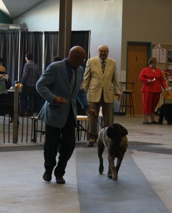 1st show - Medicine Hat May 2011 (6 months old)
