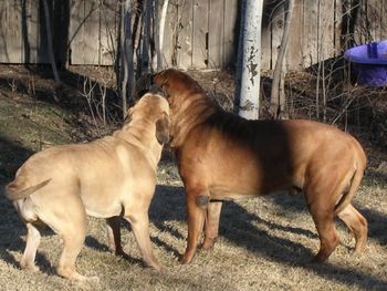 Maddie & Luther - at it again!
