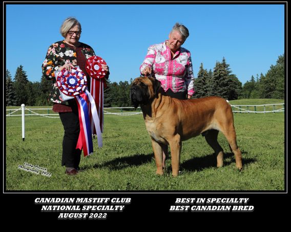 Canadian mastiff 2024