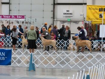 Breed competition
