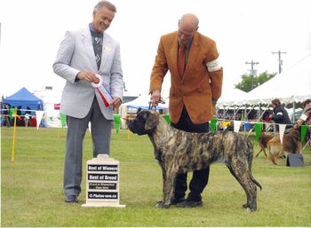 BOB win from Jr Puppy Class over mature class & Champion males!!
