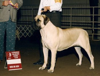 Lexxus @ 18 months old (Luther's dam)
