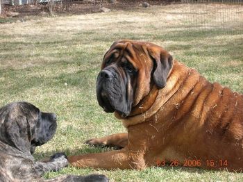 Luther & grandpuppy (6 years old)
