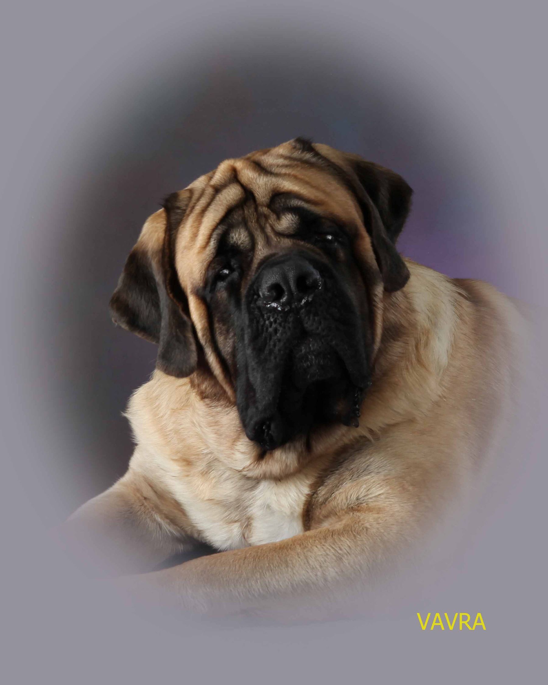 Bendegeit Mastiffs English Mastiff Breeders in Alberta Canada BISS MBOSS BPIG Am GChB Can GCH Bendegeit s William The Brave CGN TT AOM