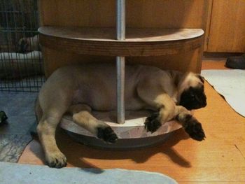 Shelves make great beds!
