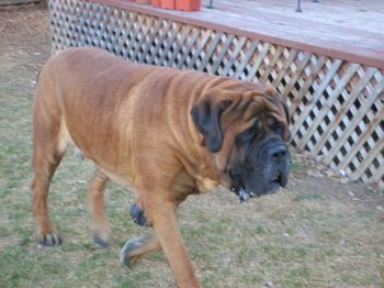 Patrolling the yard
