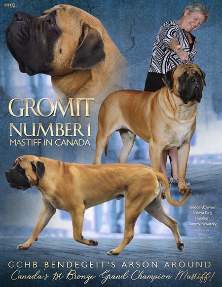 Grand best sale mastiff dog