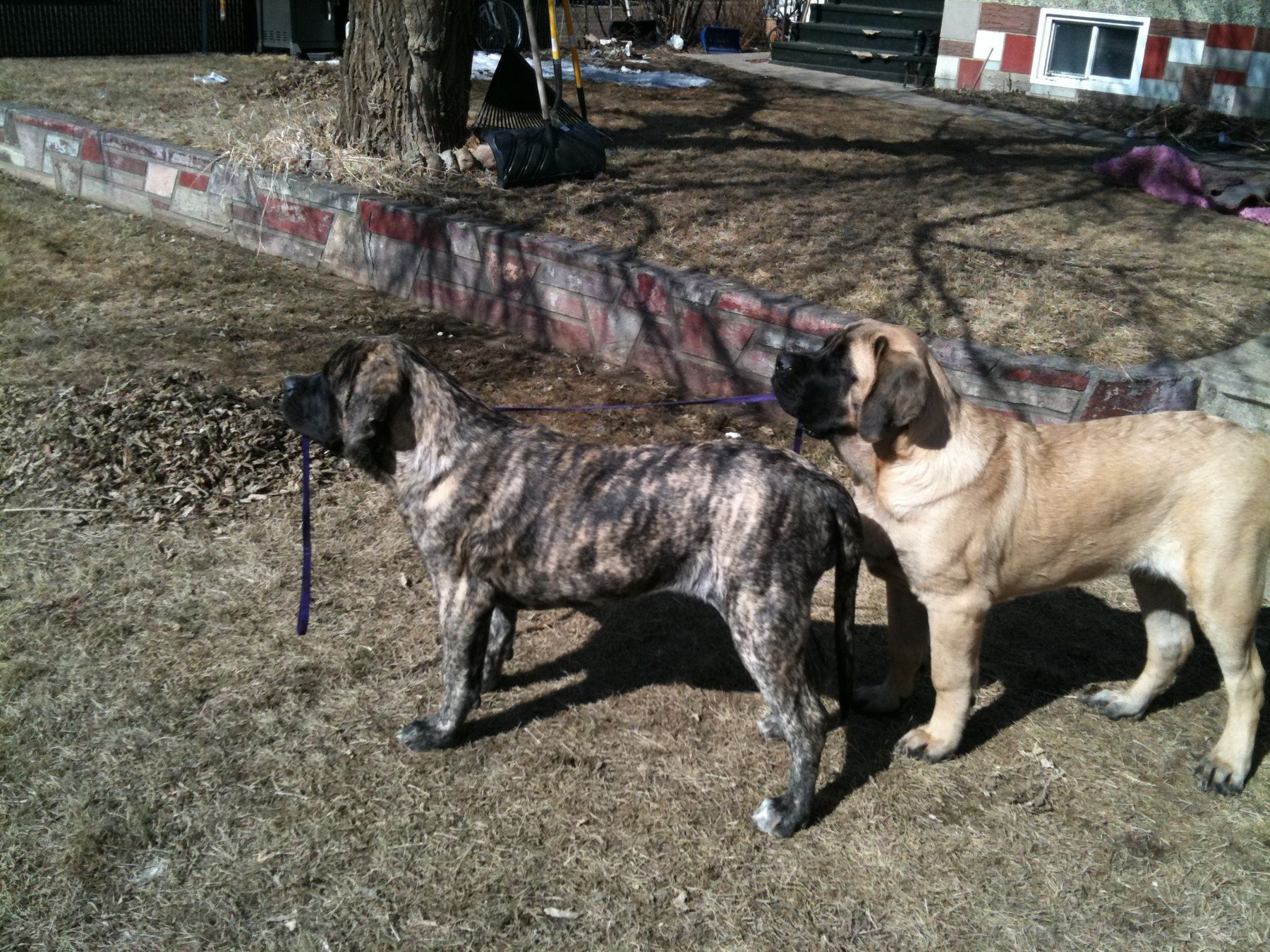 Silver fawn hot sale english mastiff