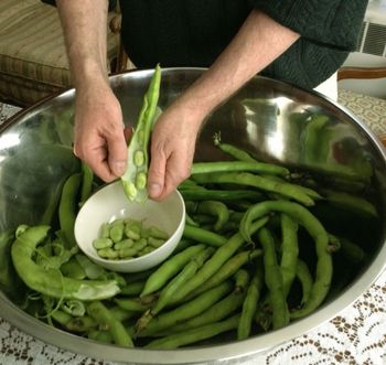 Shucking Favas
