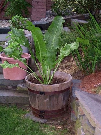 Horseradish in July
