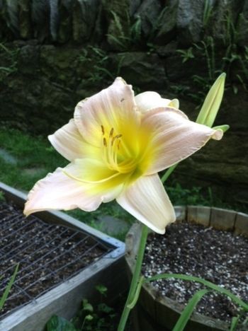 First Daylily
