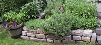 David's Herb Bed
