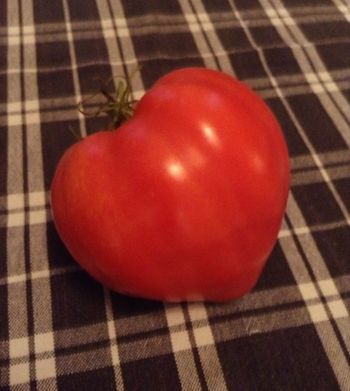Kiesel's Czech Tomato
