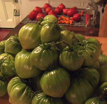 September Tomatoes
