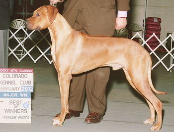 Mojuba(Pink x Gane) - Tji-Wara's Volaire. DOB 11/12/10 Owned by Heidi & Rob. Mojuba currently has 4 AKC points. All from one major.
