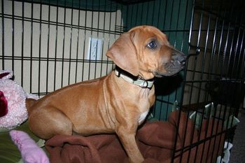 Uhuru in her new crate.
