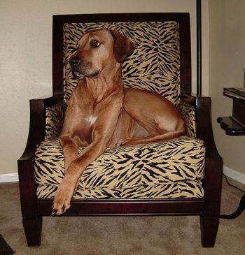 Gane sitting in a ridgeback approved chair : )
