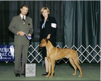 Akc/Int'l CH.Kkr Fenway 4 Yawkey Way aka Fenway(Gane x Mink). Owned by Charity. This is one of the beautiful liver nose males. Like his brother Zero, mellow and easy going. New AKC Champion!!!!! Finished in style with a major.....Huge congrats to Charity for all her hard work!

