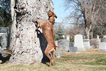 Someone found a squirrel!
