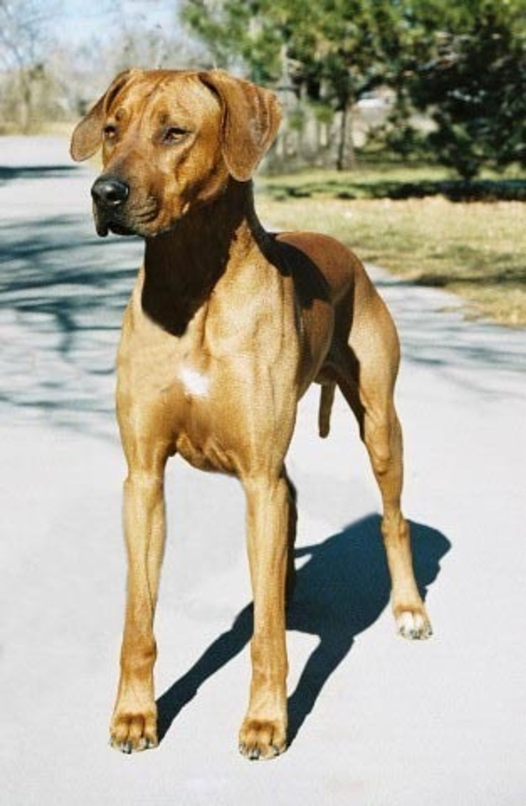 Semper fidelis hot sale rhodesian ridgeback