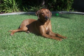 Sierra (Gane x Docie) at 8 months....
