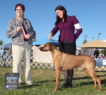Selous winning another major Select & new Grand Champion under Mrs.Peat!

