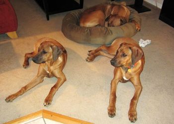 Selous, Bronco & Gane(in the bed)
