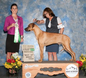 Lloyd winning Best In Sweeps under Meghann Lord-Fenn. Shown beautifully by Heather Juhl.
