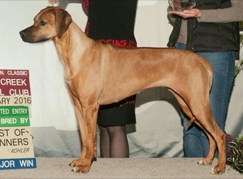 Rayne(Sparta x Woody) -AKC/UKC/INT'L CH. Regiment's Infinite Reign
