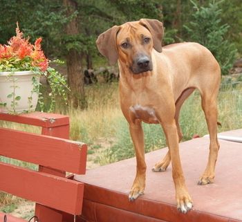 Sparta loves standing on hot tubs : )
