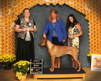 Rayne winning 4th place in a giant class of 27, under breeder judge Sandra Gordon at the 2014 National Specialty!
