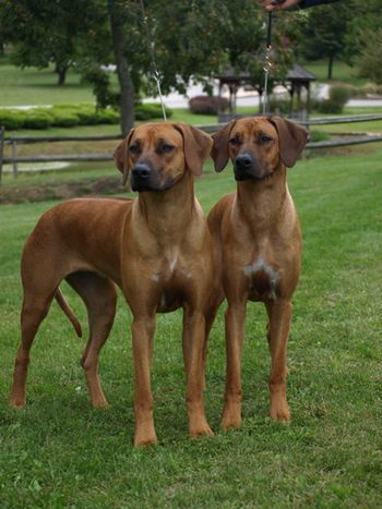 Bridget & Sparta taken by Theresa Lyons.
