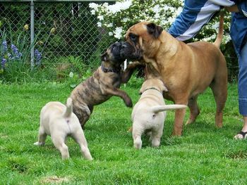 Grandma Ruby with Daisy and two of Blush's babies
