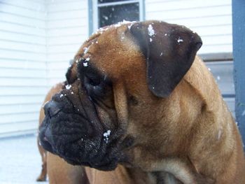 Ruby in the snow fall
