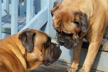 Bonnie and Ruby greeting on the steps
