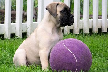 Harmony daydreaming of smaller purple balls.
