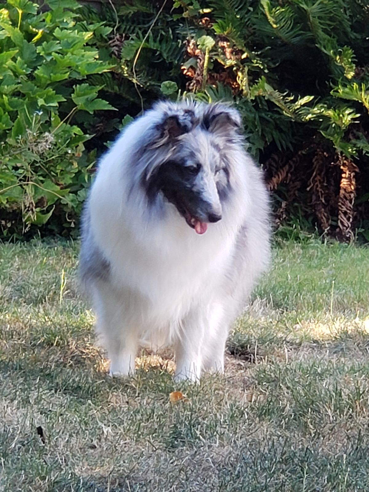 sheltie.ryo  Pinelands Shelties - Sally