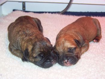 2 of the girls, Brindle Jayda and red girl Emmy
