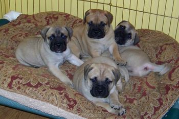 All four puppies at 7 weeks Harmony, Rambo, Maverick and Monkey
