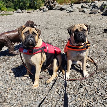 Judge and Rose on her first swim
